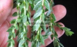 Huperzia-nummularifoliaF1-