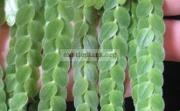 Huperzia-nummularifoliaLycopodium-nummularifolium-Fern