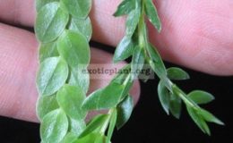 Huperzia-nummularifoliaснизу-и-Huperzia-nummularifoliaF1сверху