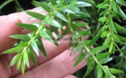 Huperzia-phlegmaria-Lycopodium-phlegmaria-