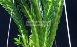 Huperzia-phlegmaria-from-Fiji-30