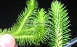 Huperzia-squarrosa-Thailand-слева-и-Huperzia-verticillata-Philippines-справа