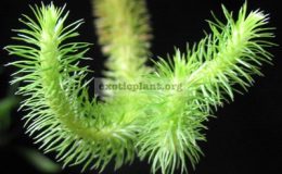 Huperzia-verticillata-Philippines-