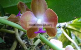 Hygrochilus-parichii-var.marriottiana