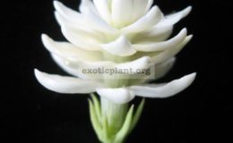 Jasminum-Mali-Pikul-