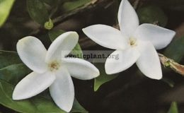 Jasminum-bifarium-J.-auriculata-20