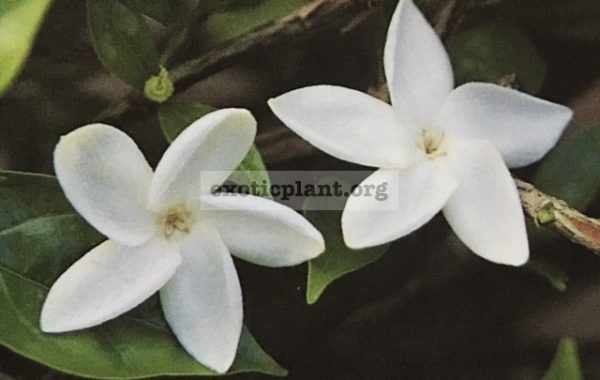 Jasminum-bifarium-J.-auriculata-20