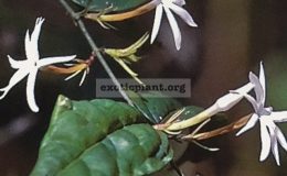 Jasminum-nervosum-35
