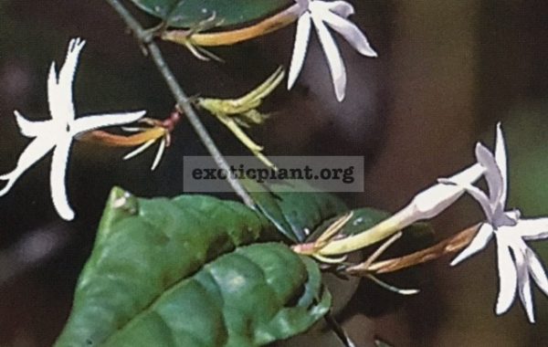 Jasminum-nervosum-35