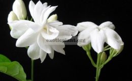 Jasminum-sambac-Mysore-Mulliiсверху-Arabianснизу