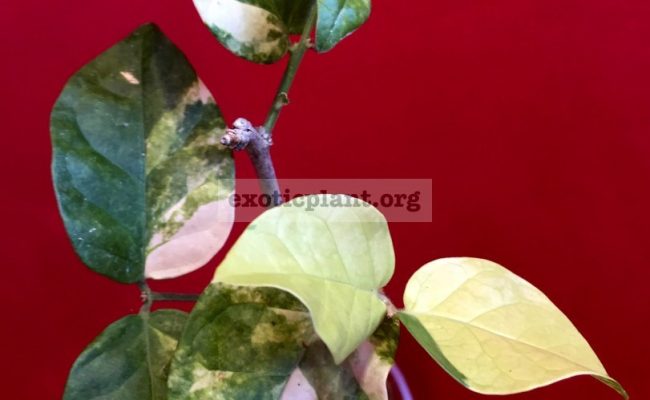 Jasminum-sambac-variegated-70-