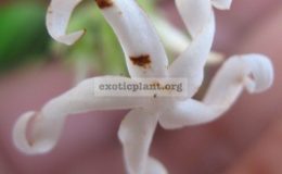 Jasminum-sp.T01