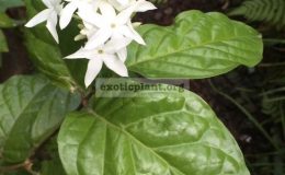 Jasminum-sp.T02-Eastern-Thailand-35