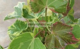 Jatropha-curcas-Brocade