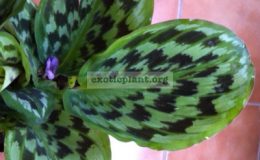Kaempferia-sp-T07-Loey-20