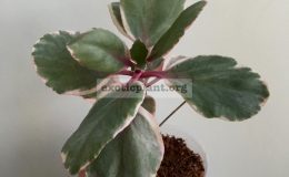 Kalanchoe-blossfeldiana-variegated