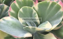 Kalanchoe-thyrsiflora-variegated-cv-Fantastic-45