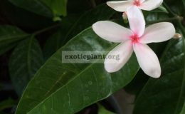 Kopsia-fruticosa-x-pruniformis-new-Kopsia-hybrid.-Breeding-by-Thailander-35