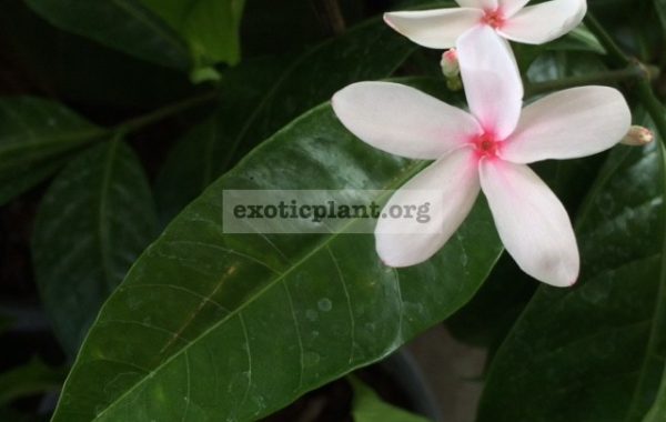 Kopsia-fruticosa-x-pruniformis-new-Kopsia-hybrid.-Breeding-by-Thailander-35