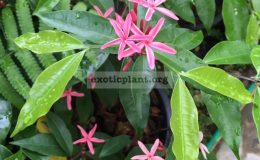 Kopsia-sp.T02pink-flowerL-60-