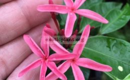 Kopsia-sp.T02pink-flowerL-60