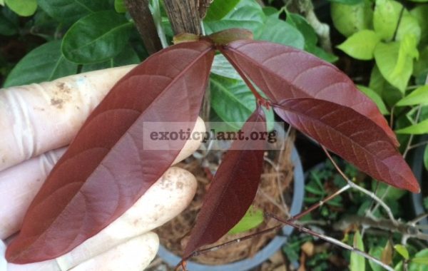 Lagerstroemia-cuspidata-Red-leaf-37