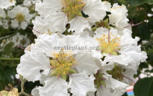 Lagerstroemia-indica-white-flower