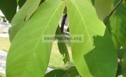 Lagerstroemia-loudonii-