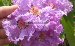 Lagerstroemia-loudonii