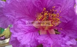 Lagerstroemia-macrocarpa