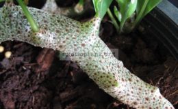 Lecanpteris-sinuosa-24-
