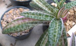 Ledebouria-socialis-white-variegated-1-луковица-7