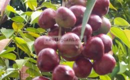 Lepisanthes-fruticosa