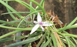 Leptotes-pohlitinocoi