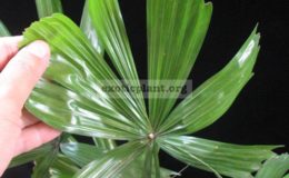 Licuala-paludosa-southern-Thailand-Palm