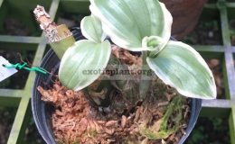 Liparis-formosana-variegated-