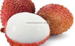 Litchi
