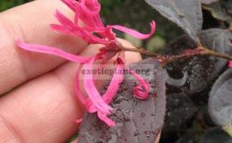 Loropetalum-chinense