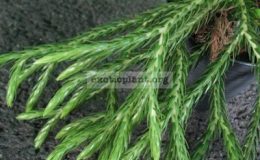 Lycopodium-carinatum-Huperzia-carinata
