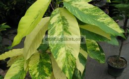 Magnolia-alba-variegata