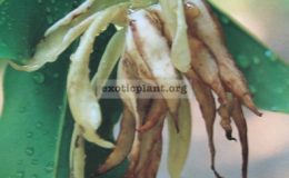 Magnolia-elegans