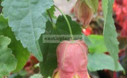 Malvaviscus-arborea-yellow-