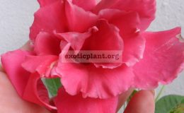 Mandevilla-x-amabilis-Pink-Parfeit