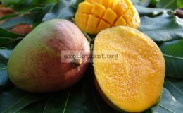 Mangifera-indica-Julie-