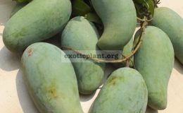 Mangifera-indica-Mun-Salaya-30-This-variety-easy-to-flowering-and-fruit-set-round-year.-Good-for-eating-the-raw-fruit-with-sweet-taste-and-crispy-flesh