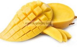 Mangifera-indica-Nam-Doc-Mai