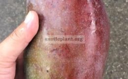 Mangifera-indica-Nga-Chang-Daeng-45-The-raw-fruit-has-a-sour-taste-and-crispy-flesh.-The-ripen-fruit-has-a-sweet-taste-with-yellow-orange-flesh