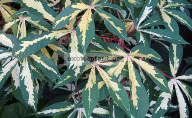 Manihot-esculenta-variegated