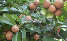Manilkara-zapota-round-fruit-30