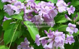 Mansoa-alliacea